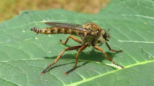 Tolmerus atricapillus